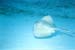 stingray